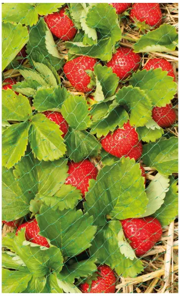 Grow It Protective Fruit & Crop Netting, 10m x 4m