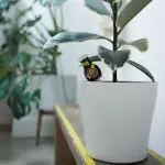 Miniaturansicht